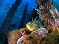   Under Busselton Jetty. Diver Background. Olympus C5060 Inon Wide Dome. Jetty Background Dome  
